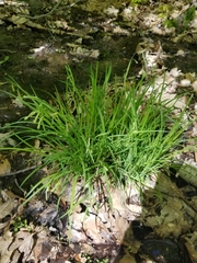 Carex hirtifolia