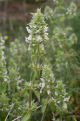 Stachys ocymastrum
