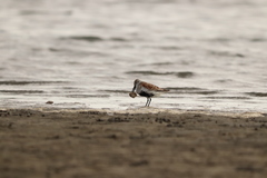 Calidris alpina