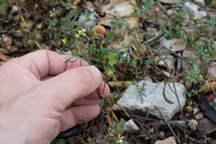 Hippocrepis ciliata