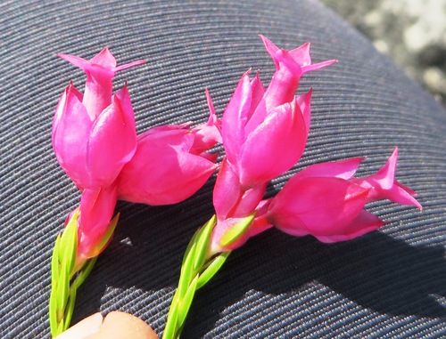 Erica borboniifolia
