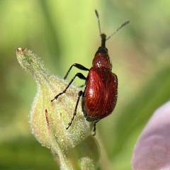 Merhynchites bicolor