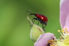 Merhynchites bicolor