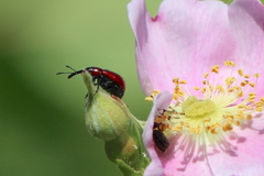 Merhynchites bicolor
