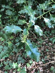 Ilex aquifolium