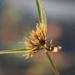 Bunchy Flat-Sedge - Photo (c) Caleb Jore, some rights reserved (CC BY-NC), uploaded by Caleb Jore