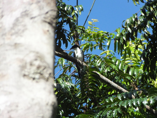 Pied Cuckooshrike (Coracina bicolor), photo 2