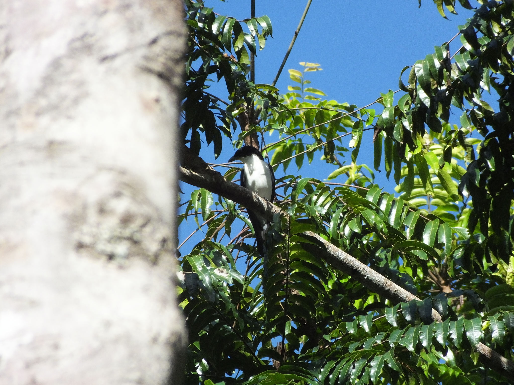 Pied Cuckooshrike (Coracina bicolor), photo 2