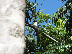 Pied Cuckooshrike photo 5