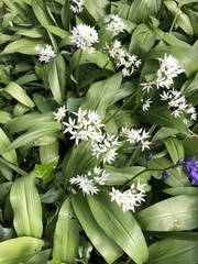 Allium ursinum