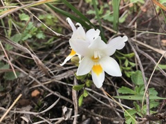 Freesia caryophyllacea