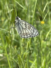 Melanargia arge
