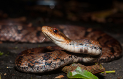 Stejneger's Bamboo Snake photo 3