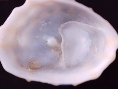 Crucibulum concameratum