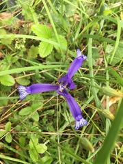 Iris sintenisii