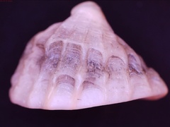 Crucibulum concameratum