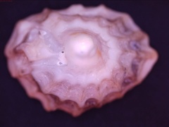 Crucibulum concameratum