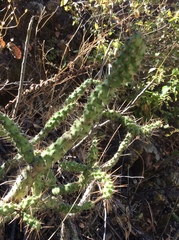Opuntia pumila