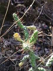 Opuntia pumila