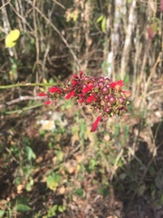 Russelia verticillata