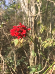 Russelia verticillata