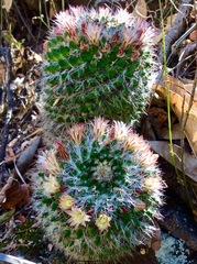 Mammillaria karwinskiana nejapensis