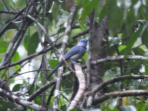 Pale-blue Monarch (Hypothymis puella), photo 3