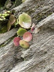 Umbilicus rupestris truncatus