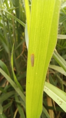 Ferrariana trivittata