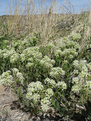 Lepidium appelianum
