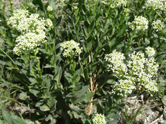 Lepidium appelianum