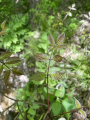 Fraxinus quadrangulata