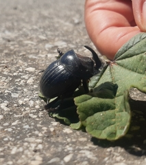 Copris hispanus hispanus