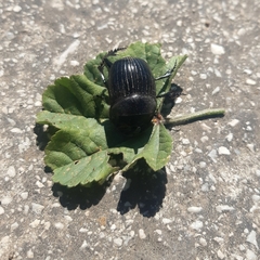 Copris hispanus hispanus