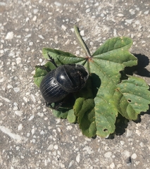 Copris hispanus hispanus