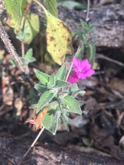 Ruellia inundata