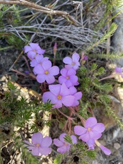 Oxalis eckloniana-nidulans