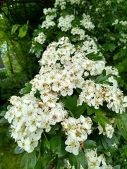 Crataegus monogyna
