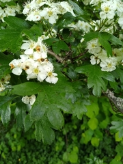 Crataegus monogyna