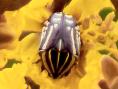 Rhabdotis bouchardi
