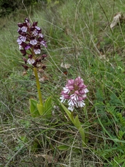 Orchis × hybrida