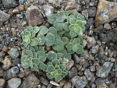 Schweinfurthia imbricata
