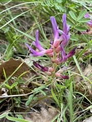 Astragalus monspessulanus