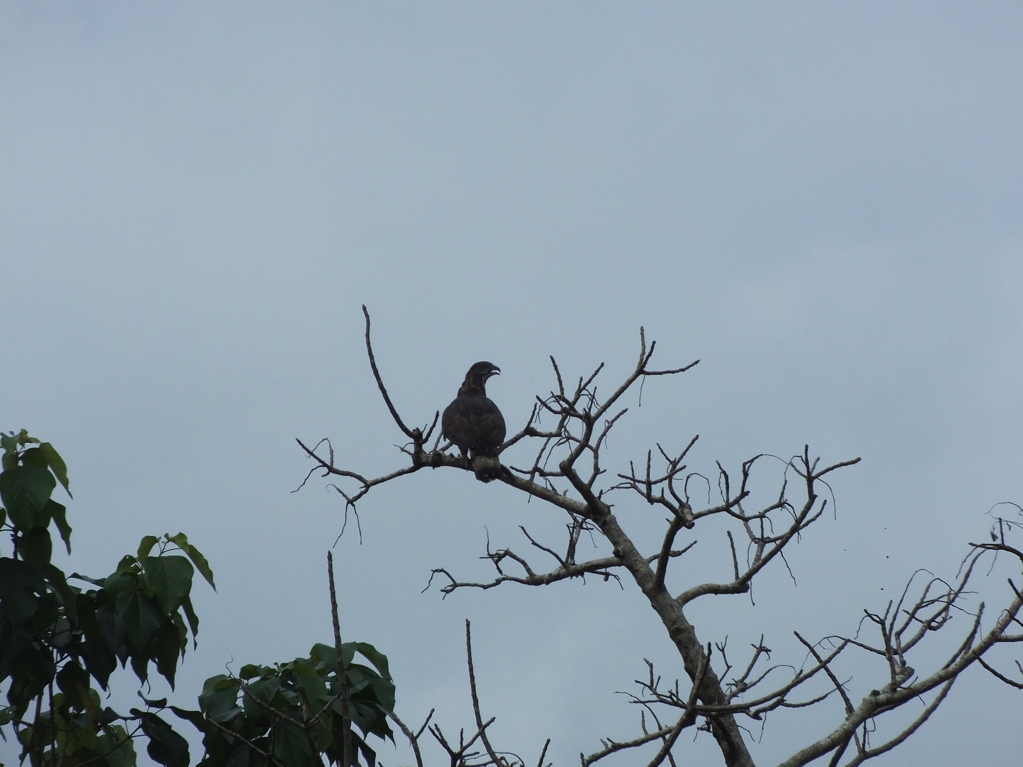 Barred Honey Buzzard (Pernis celebensis), photo 7