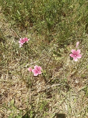 Malva trimestris