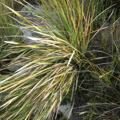 Bobartia paniculata