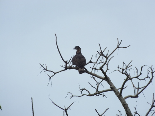 Barred Honey Buzzard (Pernis celebensis), photo 8