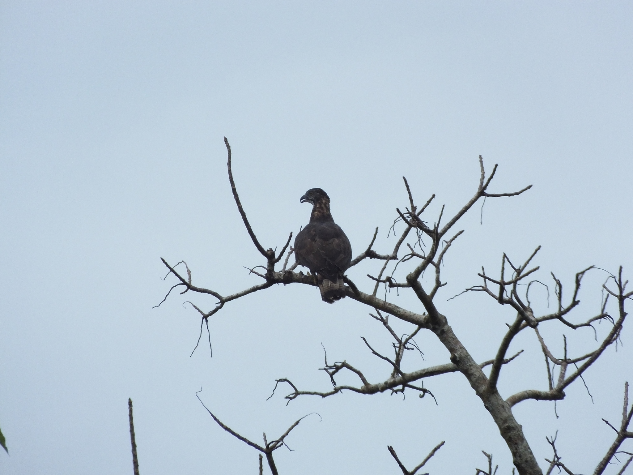 Barred Honey Buzzard (Pernis celebensis), photo 8