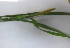 Carex grisea