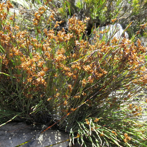 Image of Mastersiella spathulata by no rights reserved